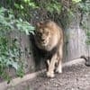Deense zoo zoekt levende huisdieren om aan roofdieren te voeren: ‘Het doet ze denken aan waarop ze in het wild zouden jagen’