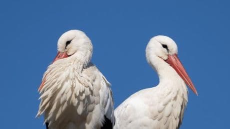 Natur: Strommasten und Stromschläge - was Störchen gefährlich wird