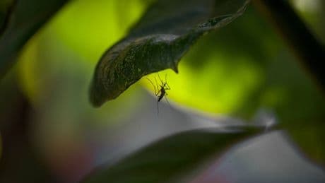 West Nile, disinfestazioni sotto accusa
