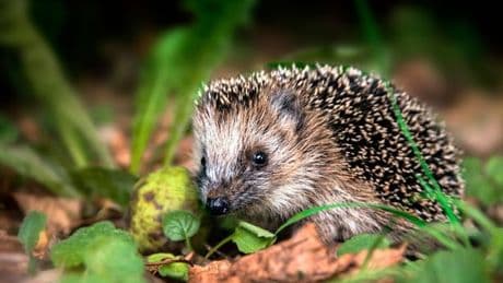 Garden expert's rules for creating safe haven for hedgehogs