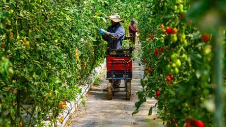 De familias rivales en el campo mallorquín a ser los reyes de las frutas y hortalizas