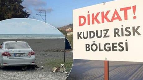 4 mahallede kuduz karantinası: Köpekler toplanmaya başladı