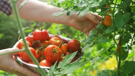 Gardener's 'homemade tomato fertiliser' which helps to produce a 'bumper crop'