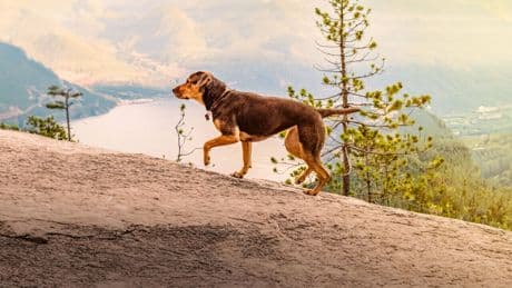Netflix estrena por sorpresa la película que ningún amante de los perros debería perderse: basada en una entrañable novela