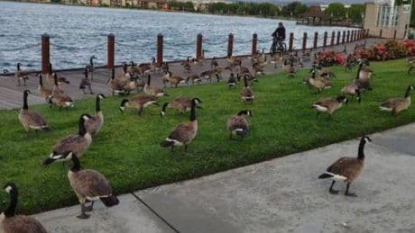 This Bay Area city has a major geese poop problem that’s costing them nearly $400K