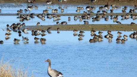 Ocho patos muertos en las Lagunas de Villafáfila dan positivo en gripe aviar