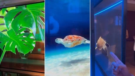 LG SIGNATURE OLED T, primeras impresiones: una tele transparente de 50.000 euros que rompe las reglas porque puede
