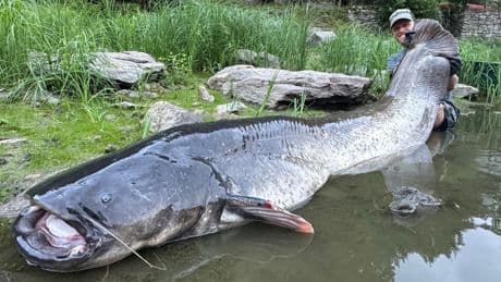 Angler kämpft 50 Minuten mit Monster-Fisch - Wels ein Wels!