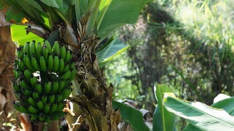 Las consecuencias de una crisis que llevaba meses gestándose: el precio del plátano se ha disparado y ha cogido a muchos por sorpresa