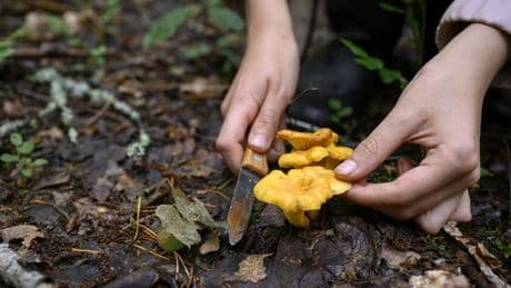 Pfifferlinge finden ohne Risiko? Experten warnen vor diesen fatalen Fehlern