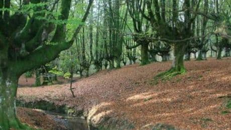 El importante aviso de la Diputación de Bizkaia a las personas que llevan al perro al monte