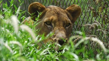 RDC: les deux lionnes échappées d'une ferme des environs de Lubumbashi ont été retrouvées