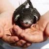 Mais pourquoi la Ligue de protection des oiseaux croule-t-elle sous les appels en pleine canicule ?
