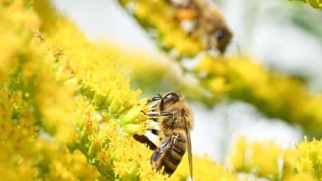Gegen das Insektensterben: Forscher entwickeln „Superfood“ für Bienen