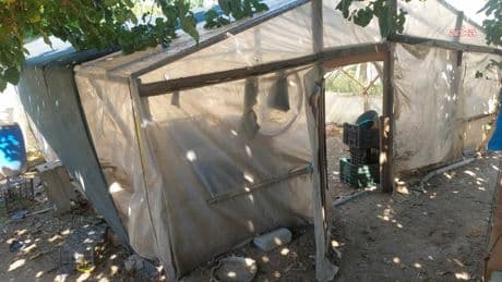 Sinop Boyabat’ta kümese saldıran hayvanlar 300 tavuğu öldürdü