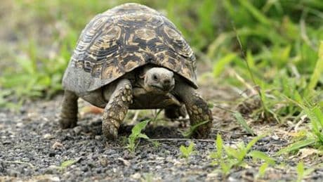 Konstanz: Schildkröte nimmt Reißaus