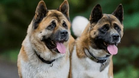 Tierheim Bergedorf: Akita-Hündin Koko ist tot – Mitarbeiter mahnen