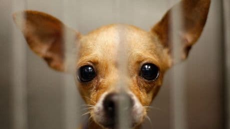 Deportations Are Landing Pets In Animal Shelters And Rescues