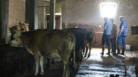 Ardahan’da şap salgını: Binlerce hayvan telef oldu, besici borca battı