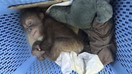 Thai police rescue 2 baby orangutans and arrest a trafficking suspect