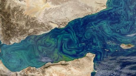 Biologie: Dem vielleicht wichtigsten Lebewesen der Erde droht extremer Schwund