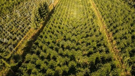 Frost, Trockenheit, höhere Kosten: Tannenbäume werden teurer