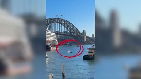 «C’est “le jour de la bosse”» : en Australie, les images insolites d’une baleine aperçue dans le port de Sydney
