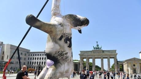 Protest: Kuh-Attrappe am Brandenburger Tor