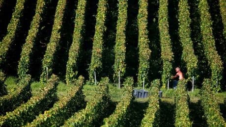 Couchages à même le sol, sanitaires "répugnants"... En Champagne, un procès pour "traite d'être humain" pendant les vendanges s'ouvre cette semaine