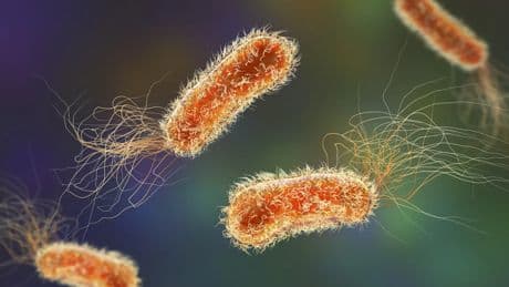 El resistoma, un 'enemigo' en casa: el gen que ayuda a las bacterias a resistir a los antibióticos y que suele encontrarse en los alimentos