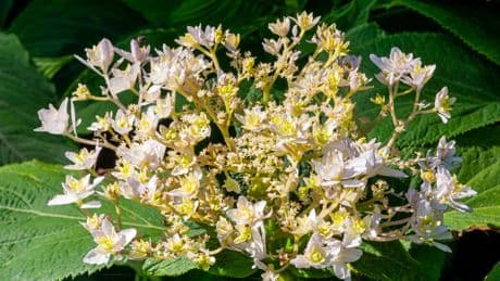 Les Hydrangea involucrata, élégants arbustes asiatiques