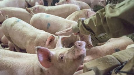 Un nuevo informe animalista contra las macrogranjas pone el foco en el porcino español