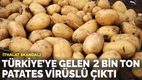 İthalat skandalı: Türkiye’ye gelen 2 bin ton patates virüslü çıktı