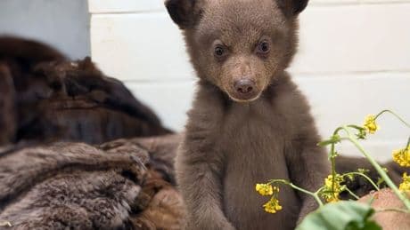 So bear-y excited! Two-month-old cub abandoned by its mom bounces around after being rescued