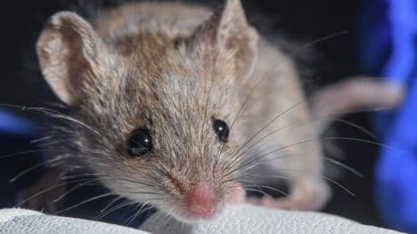 Nordrhein-Westfalen: Maus sorgt für Stromausfall in Krankenhaus