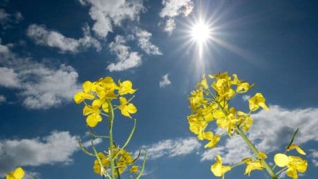 Wetter: Sonniger Muttertag in Niedersachsen und Bremen erwartet