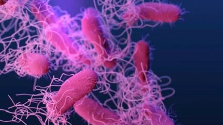 ABD’de salmonella alarmı