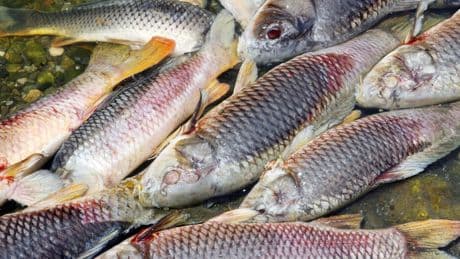 Haut-Rhin : la Région Grand Est porte plainte après la découverte de «milliers de poissons morts»