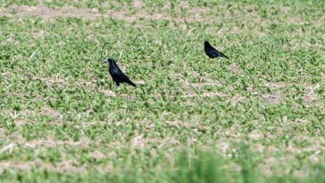Ärger in der Landwirtschaft: Saatkrähen schützen oder schießen?