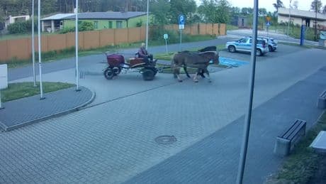 Drunk driver turns up to police station in horse and cart