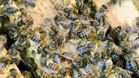 Nicht nur an Honig denken: Kritik am privaten Bienen-Boom