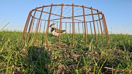 Zelfgemaakte nestbeschermers helpen Friese weidevogels
