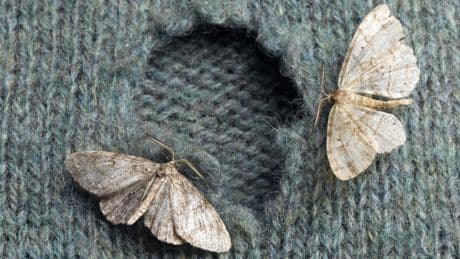 Nicht nur Lavendel hilft: Mit diesem Duft-Trick werden Sie Motten schnell wieder los