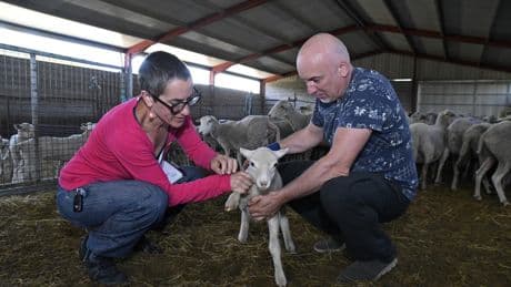 Una escuela de pastores para frenar la despoblación rural