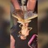 Watch: New 'supersized' species of stick insect discovered in Australia