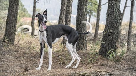Schlauer als gedacht: Neue Studie erforscht Kommunikationstricks von Hunden