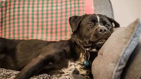 Urgent plea for more Scots to foster dogs as pets 'used to control domestic abuse victims'