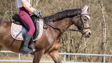 Trompée par son GPS, une cavalière se retrouve sur une voie rapide