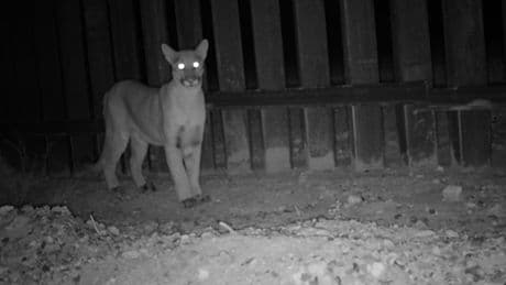 Scientists put motion cameras along the US-Mexico border to spy on wildlife. The footage is spectacular — and telling.