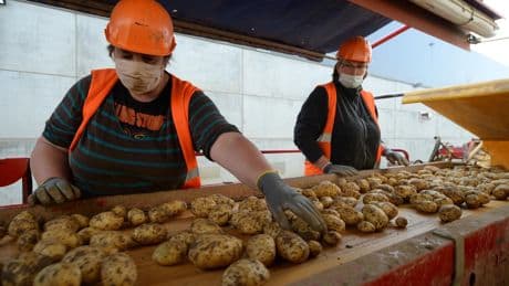 Agriculture : pourquoi la surface dédiée aux pommes de terre augmente autant en France ?